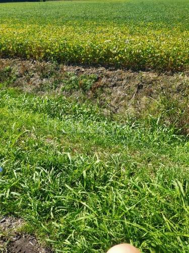 terreno agricolo in vendita a Saccolongo