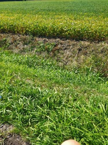 terreno agricolo in vendita a Saccolongo