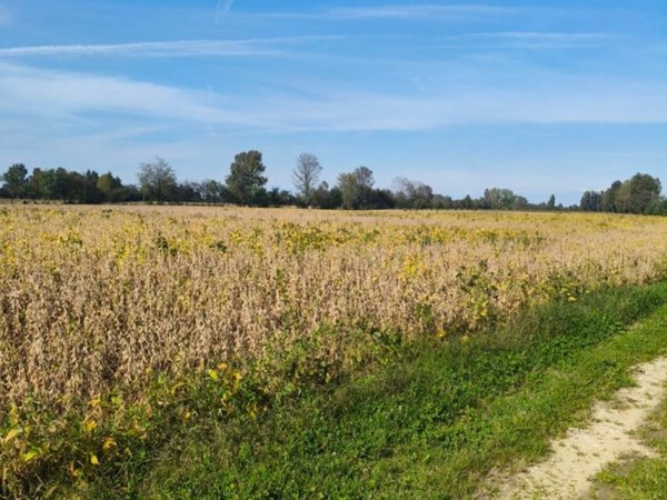 terreno agricolo in vendita a Saccolongo