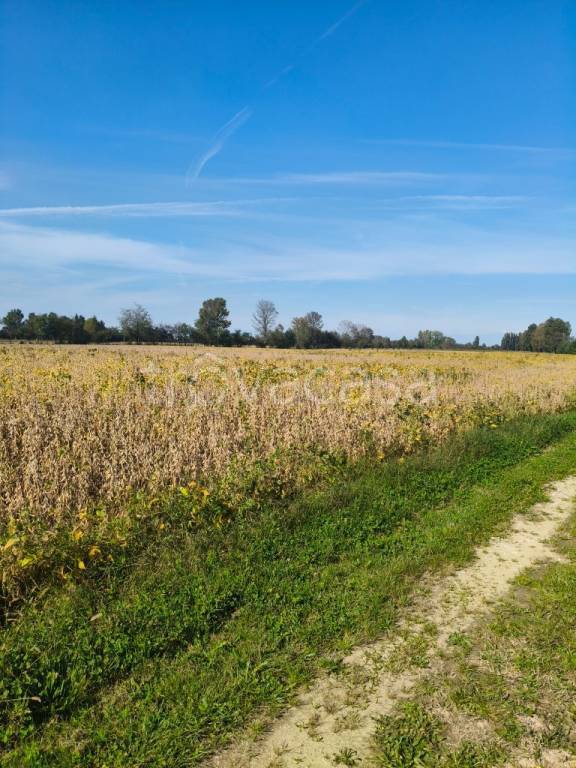 terreno agricolo in vendita a Saccolongo