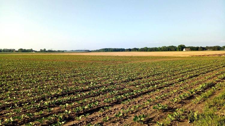 terreno agricolo in vendita a San Giorgio in Bosco