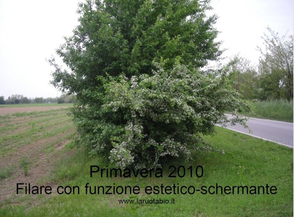 terreno agricolo in vendita a San Martino di Lupari