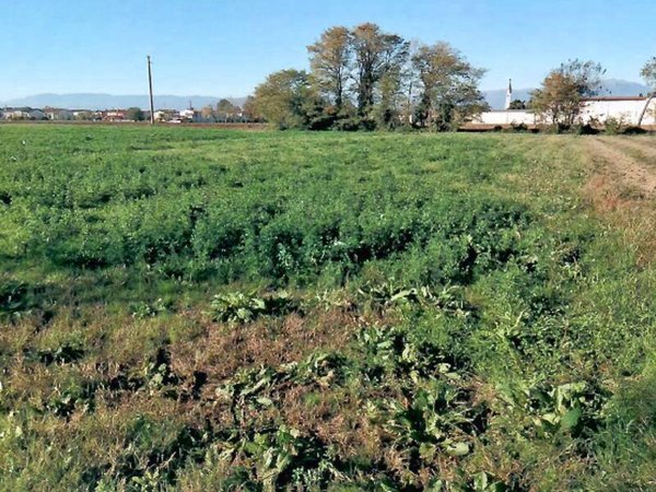 terreno agricolo in vendita a San Martino di Lupari