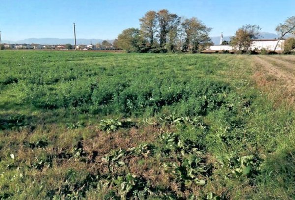 terreno agricolo in vendita a San Martino di Lupari in zona Monastiero