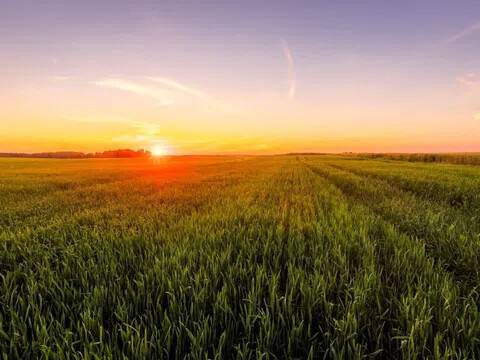 terreno agricolo in vendita a Sant'Angelo di Piove di Sacco