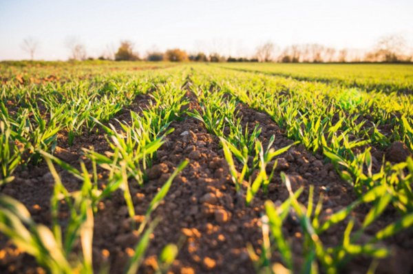 terreno agricolo in vendita a Sant'Angelo di Piove di Sacco