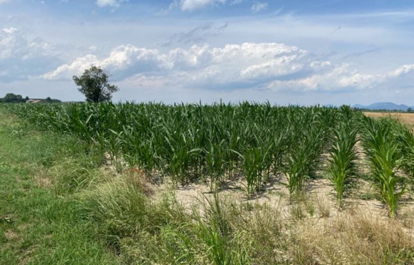 terreno agricolo in vendita a Sant'Urbano
