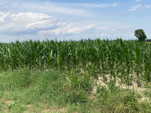 terreno agricolo in vendita a Sant'Urbano