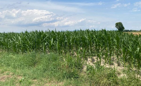 terreno agricolo in vendita a Sant'Urbano