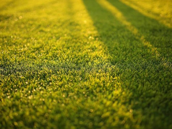 terreno agricolo in vendita a Saonara in zona Villatora