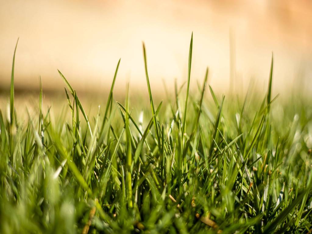 terreno edificabile in vendita a Saonara in zona Villatora