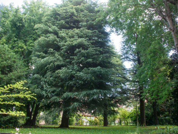 appartamento in vendita a Selvazzano Dentro in zona San Domenico