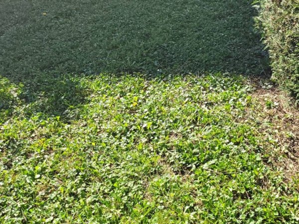 appartamento in vendita a Selvazzano Dentro in zona Tencarola