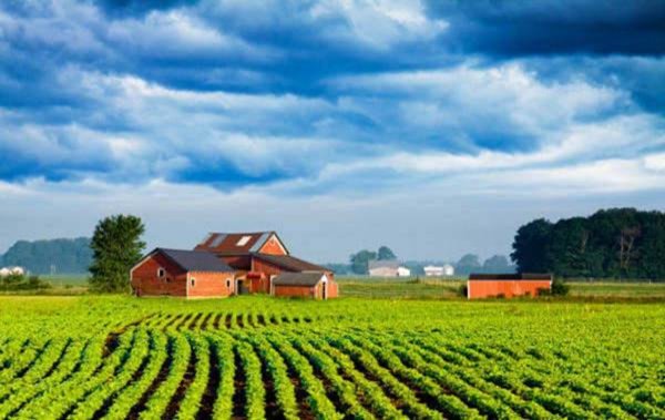 terreno agricolo in vendita a Solesino