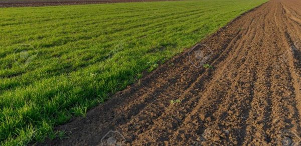casa indipendente in vendita a Solesino