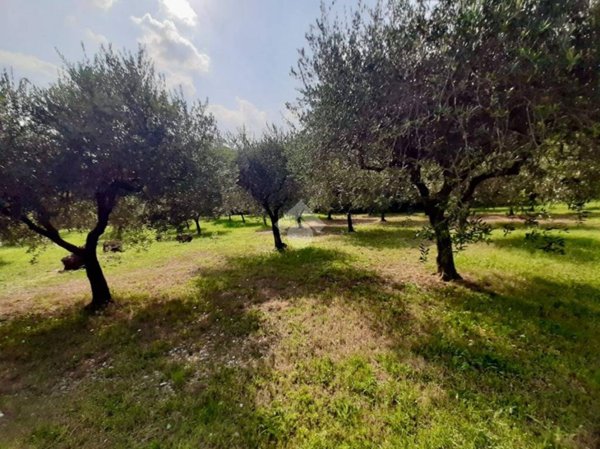 terreno agricolo in vendita a Teolo