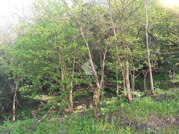 terreno agricolo in vendita a Teolo in zona Castelnuovo