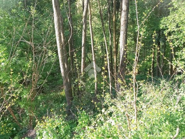 terreno agricolo in vendita a Teolo in zona Castelnuovo