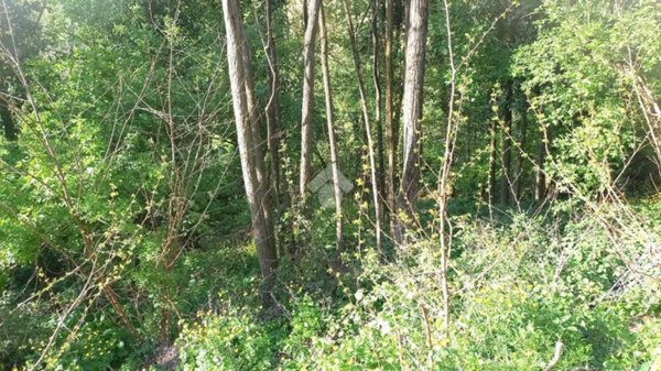 terreno agricolo in vendita a Teolo in zona Castelnuovo