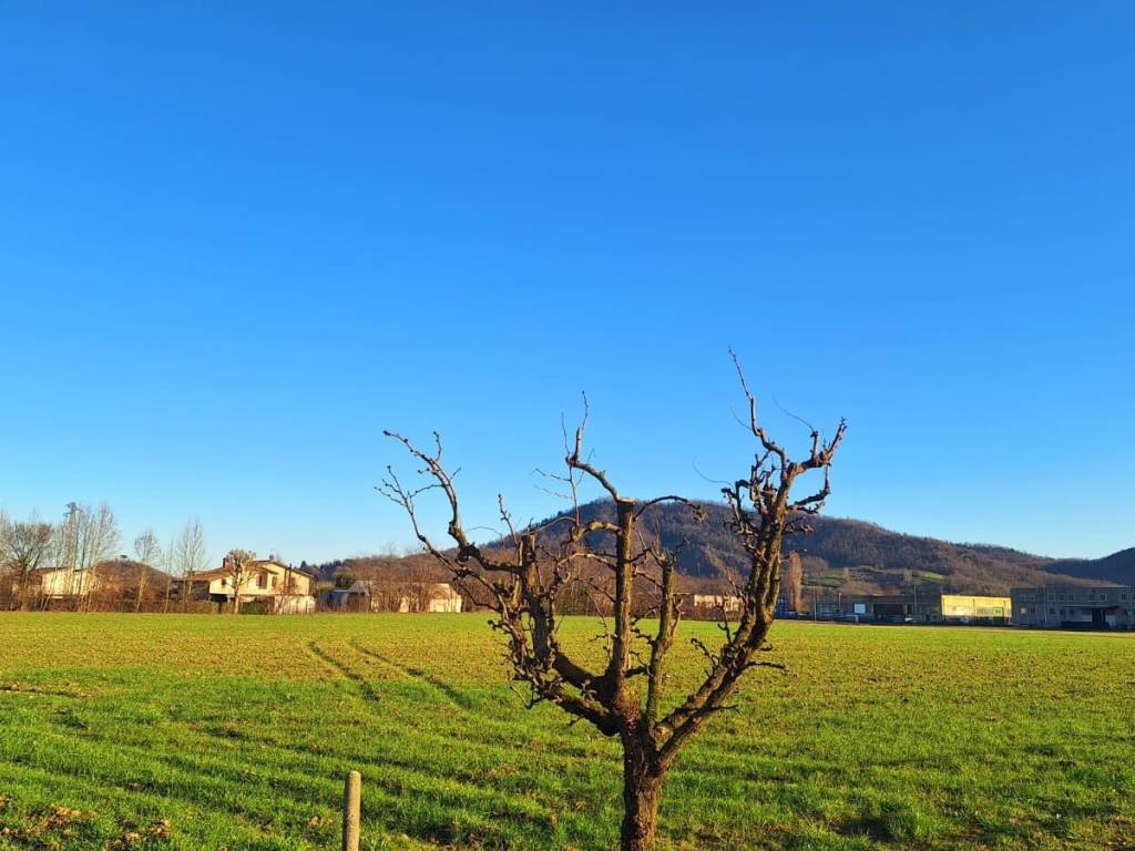 terreno agricolo in vendita a Torreglia