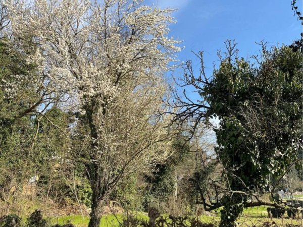 casa indipendente in vendita a Torreglia in zona Luvigliano