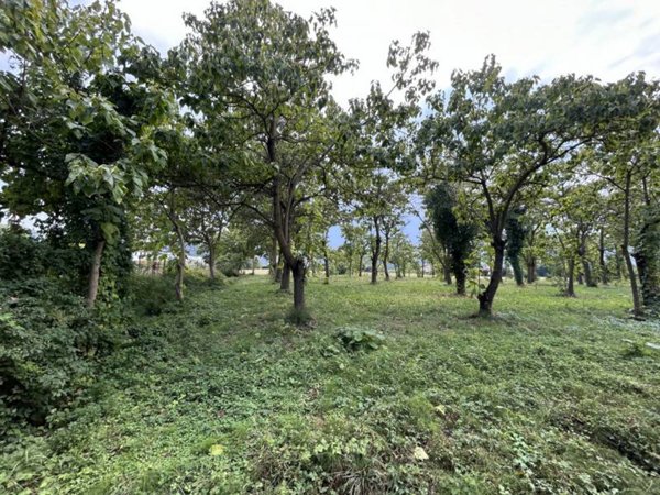 terreno agricolo in vendita a Torreglia