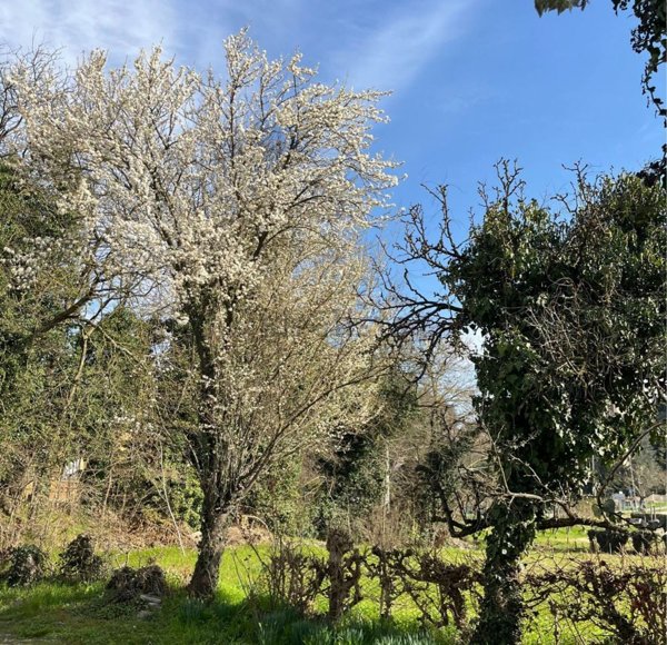 casa indipendente in vendita a Torreglia in zona Luvigliano