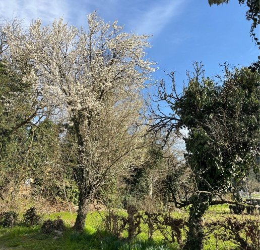 casa indipendente in vendita a Torreglia in zona Luvigliano