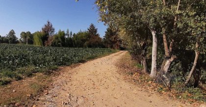 terreno agricolo in vendita a Trebaseleghe