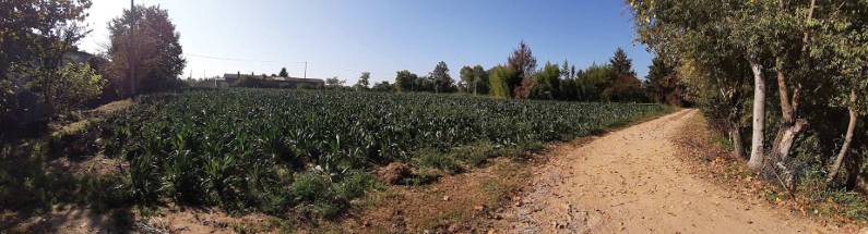terreno agricolo in vendita a Trebaseleghe