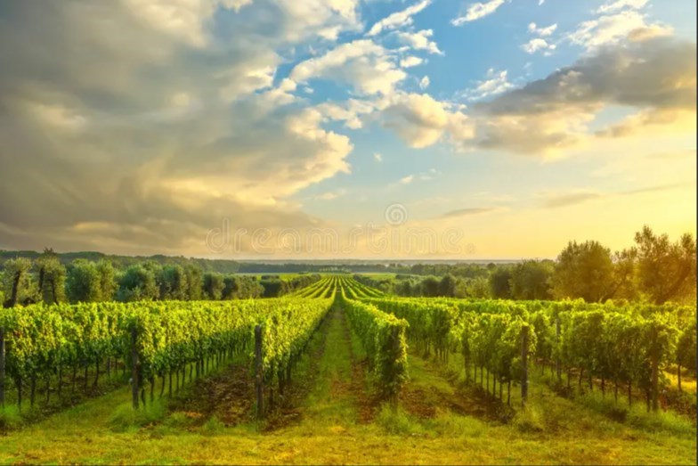 terreno agricolo in vendita a Trebaseleghe