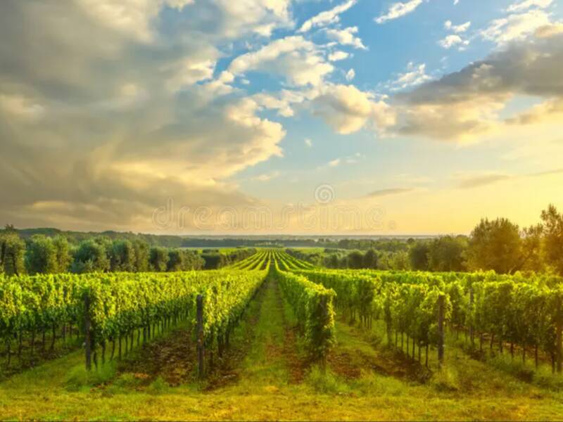 terreno agricolo in vendita a Trebaseleghe