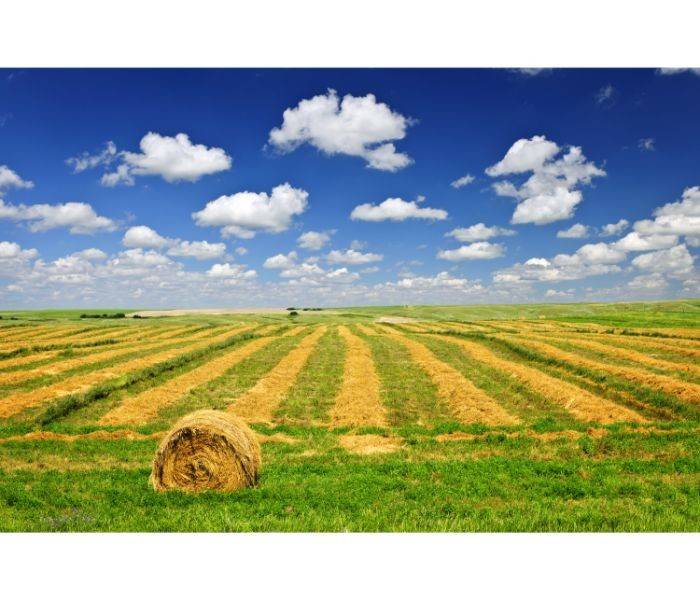 terreno agricolo in vendita a Trebaseleghe in zona Fossalta