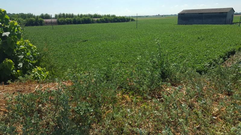 terreno agricolo in vendita a Vescovana