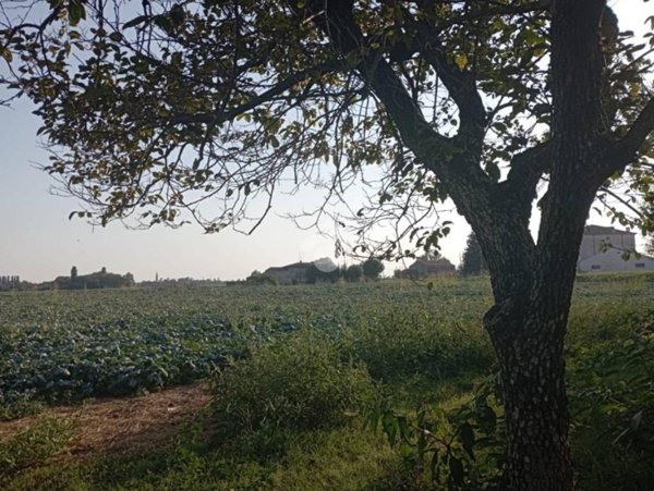 terreno agricolo in vendita a Vescovana