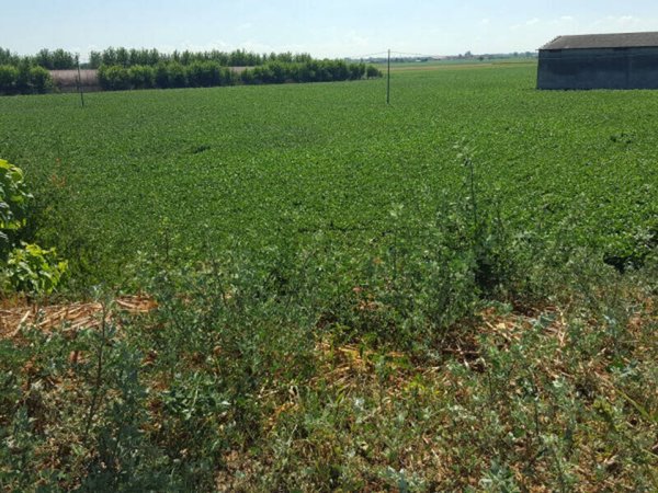 terreno agricolo in vendita a Vescovana