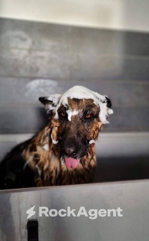 negozio in vendita a Vigodarzere in zona Saletto