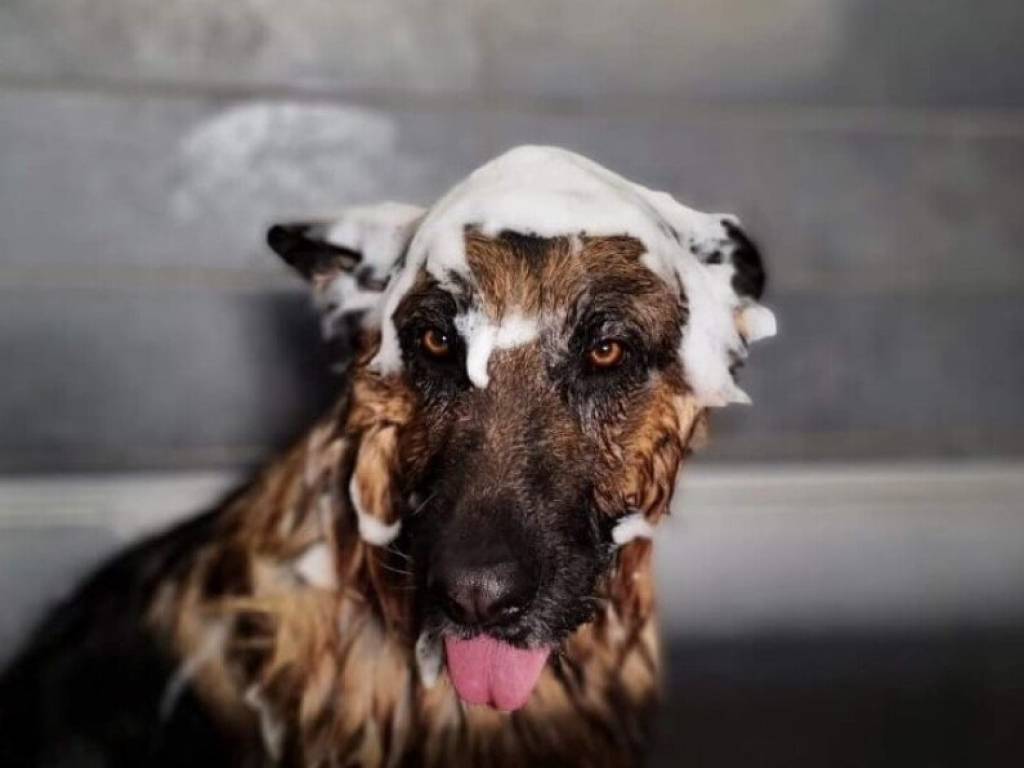 negozio in vendita a Vigodarzere in zona Saletto