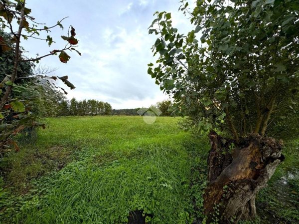 terreno agricolo in vendita a Vigonza in zona Pionca