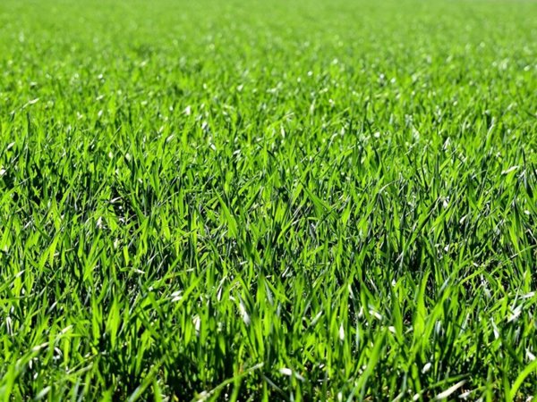 terreno agricolo in vendita a Vigonza