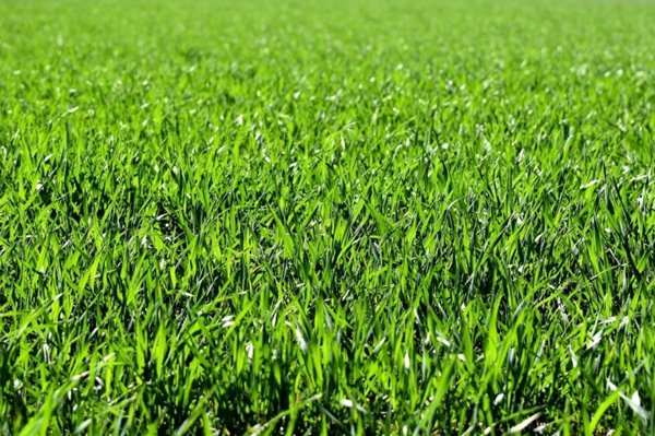 terreno agricolo in vendita a Vigonza
