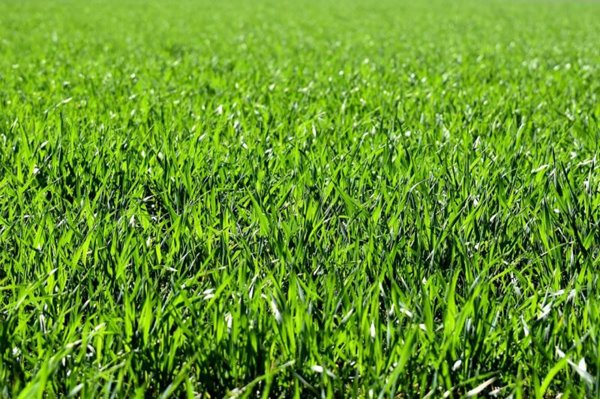 terreno agricolo in vendita a Vigonza