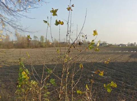 terreno agricolo in vendita a Vigonza in zona Codiverno
