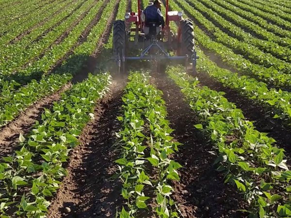 terreno agricolo in vendita a Vigonza