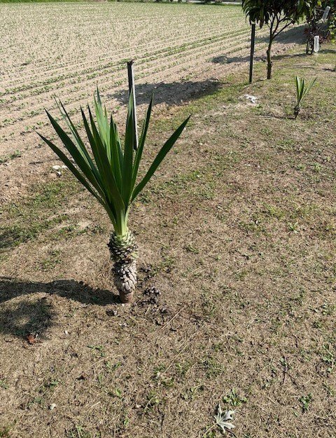 terreno agricolo in vendita a Vigonza