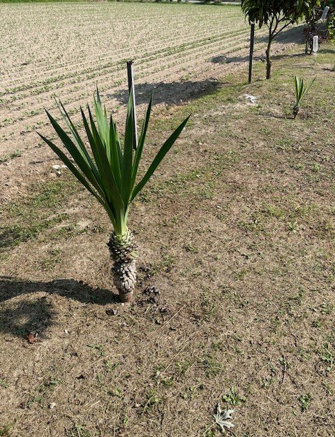 terreno agricolo in vendita a Vigonza