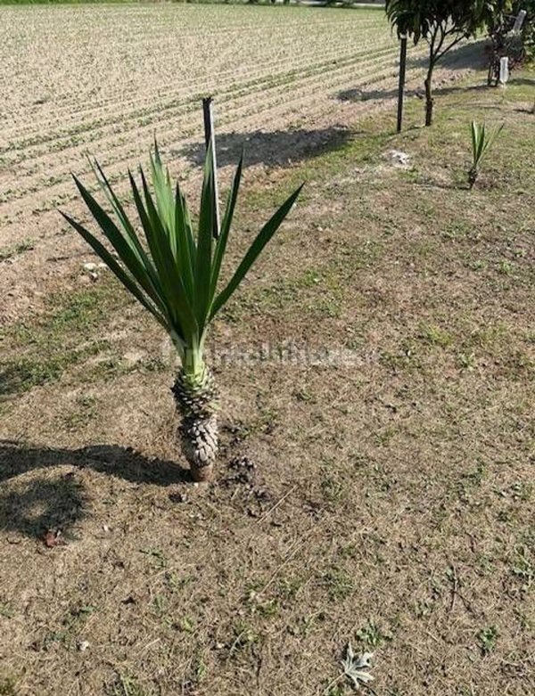 terreno agricolo in vendita a Vigonza in zona Perarolo
