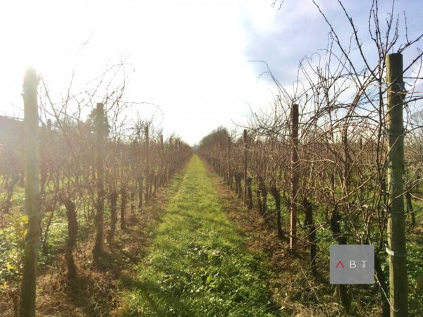 terreno agricolo in vendita a Villa del Conte