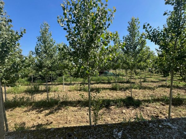casa indipendente in vendita a Villanova di Camposampiero