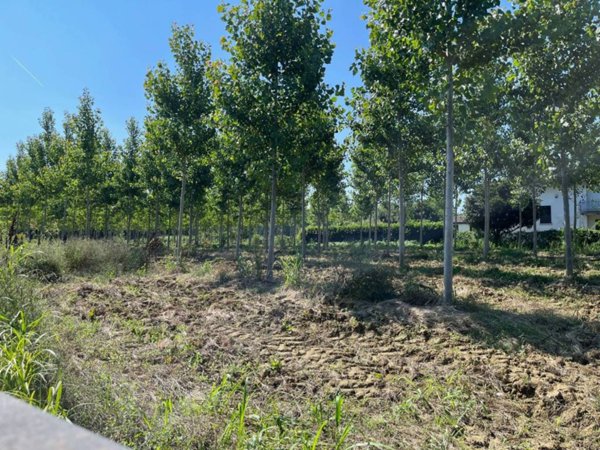 terreno agricolo in vendita a Villanova di Camposampiero